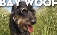 Welcome to Bay Woof, May 2013