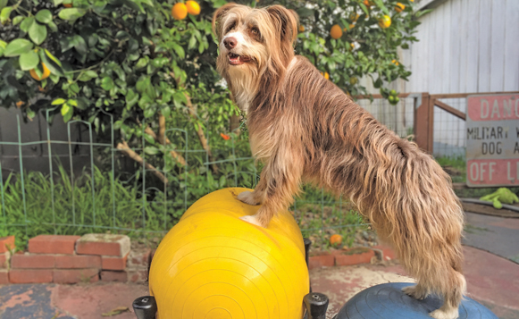 Canine Conditioning-infinityandbosuMarch 16, 2017