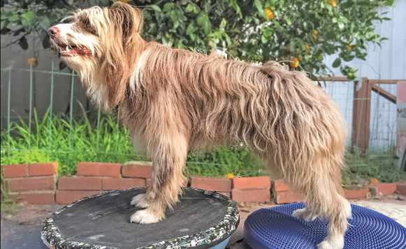 Canine Conditioning-sicbosuMarch 16, 2017