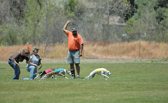 Course Luring-whippet_start_marc_beauchamp