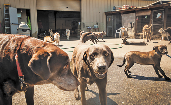 Green Dog Rescue Project-_MG_4043