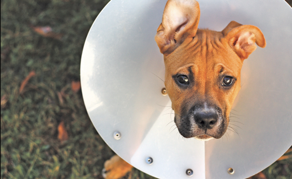 Cone of Shame-Aidras-CC