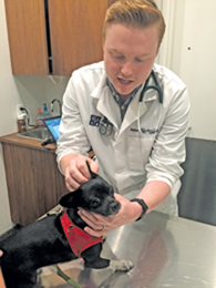 newDave the Chihuahua-2