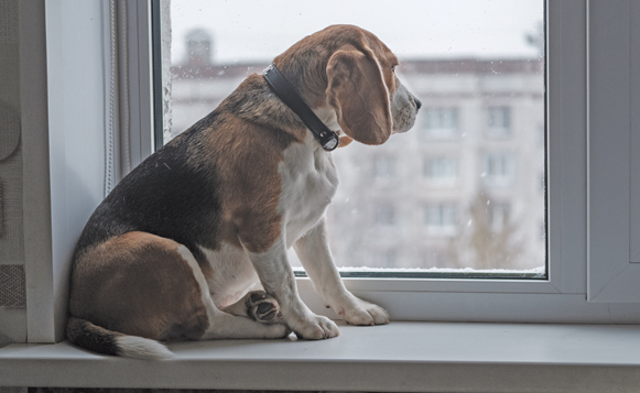 Beagle dog looking at the snow outside the window