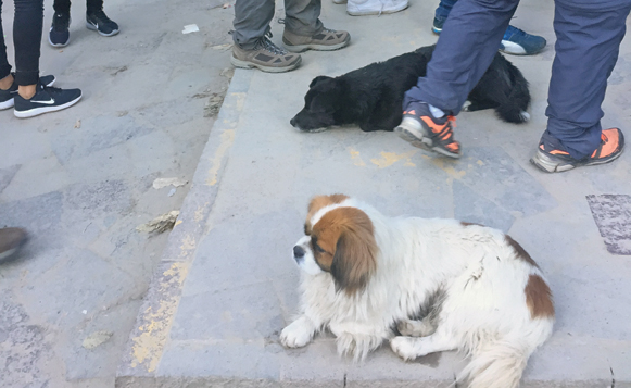 CaninePeru5776(CarlHall)09184