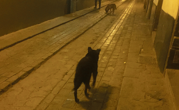 CaninePeru6056(CarlHall)09186