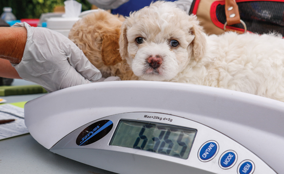 Clinic Puppy Weigh-in