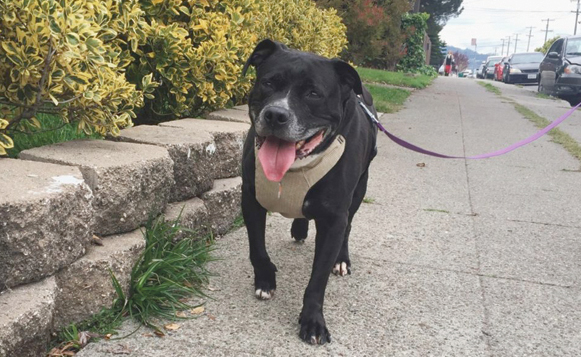 DIW-Hyphy-walking-1024x1024