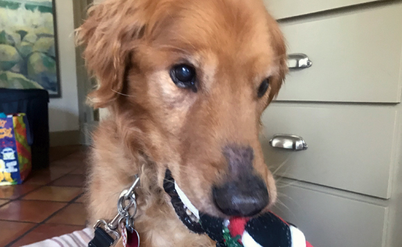 Fea-RedTheDog1(Courtesy)1018