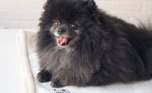 Dog-Holiday-Gift-Guide_12