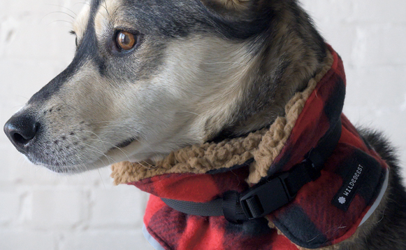 Dog-Holiday-Gift-Guide_18