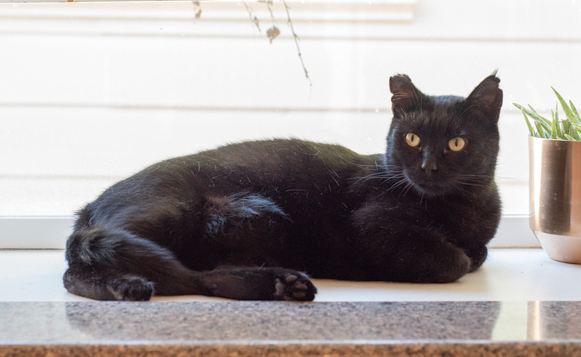 Cat Town-Mister-1210218-cc-001-2