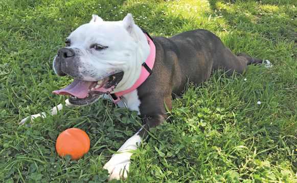 Dog with Ball-Daniel Hartwig-CC1