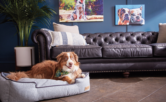 Pawty-Batch_011119_3444