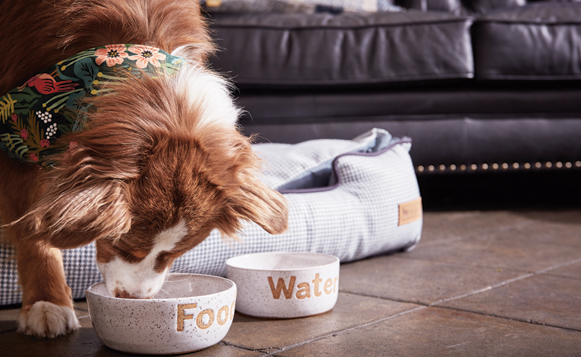 Pawty-Batch_011119_3460