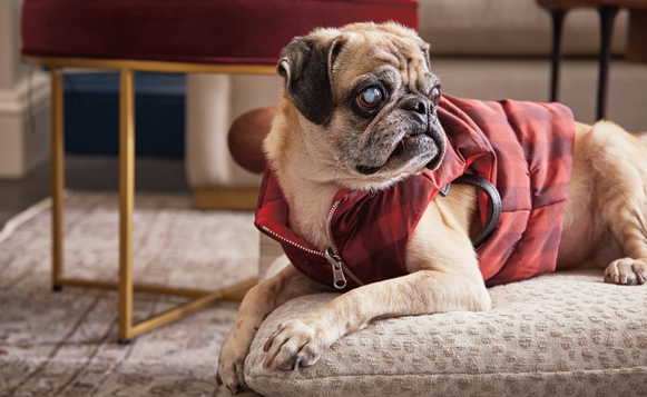 Pawty-Batch_011119_3699