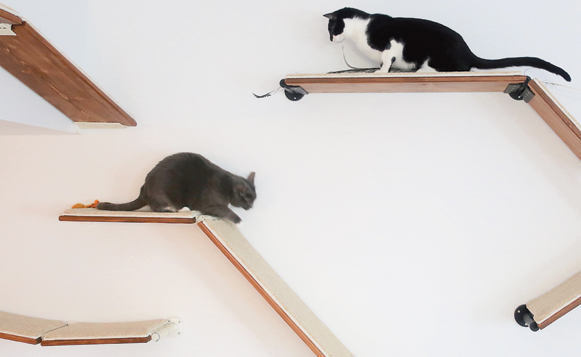 bw 3-19 kittyInside B3