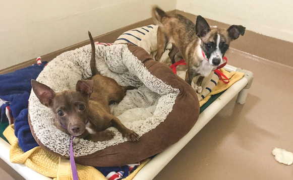 DIW-04-19-Daisy and Lily 2-GDR