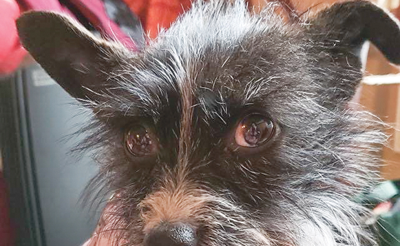 DIW-04-19-Raggedy Ann-GDR