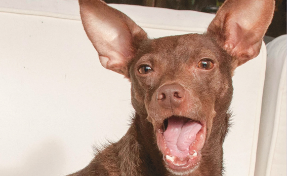 DIW-o4-19-Skeeter-GDR