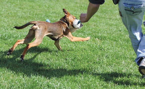 Zing Tugging 2015 (1)