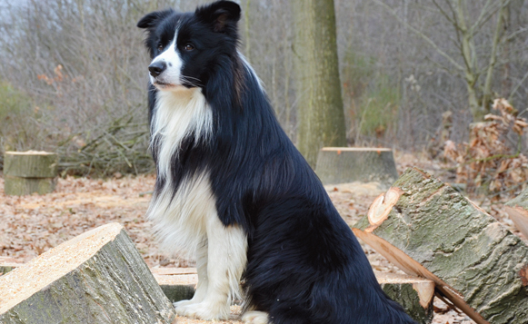 border-collie-british-sheepdog-collie-372737