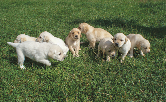 puppy-dog-mammal-golden-retriever-vertebrate-labrador-retriever-1383510-pxhere.com