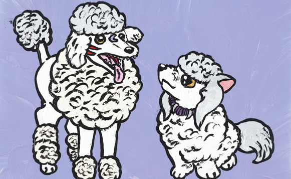 Ruka Yasha and Talulah Maru the Akita-Poo and Poodle, 2015