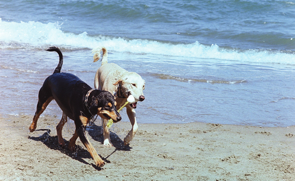 DOGs_Crissey Field_Nancy Wong CC