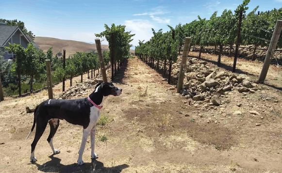 bigdogvinyards_courtesy