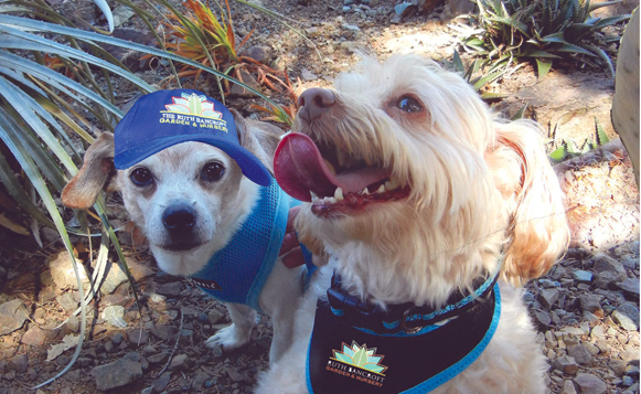 dog-days-photo web image