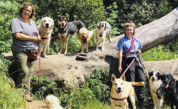 doggylama_dogwalkers