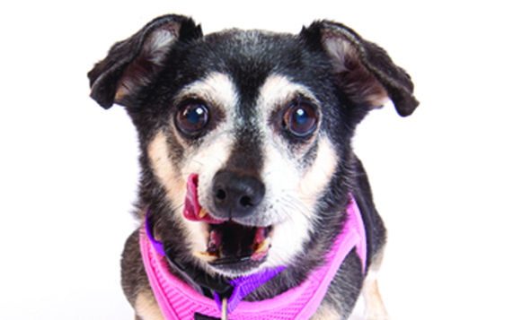 Muttville-Ms Wigglesworth3