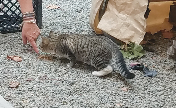 206-garden-cat-program-saftc