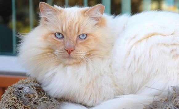 206-garden-cat-program-tito-jgrao