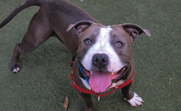 DIWLuigiA435736 (3) (1)