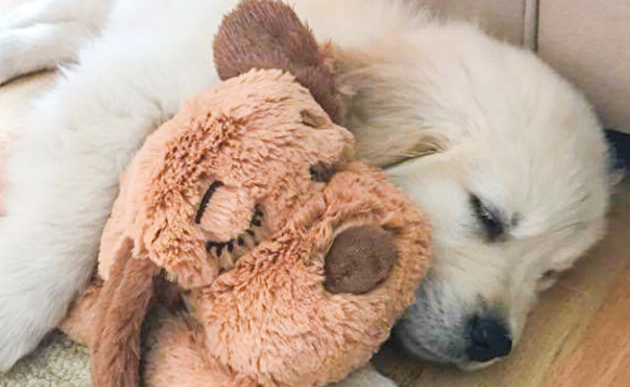GGHG-Pets-SnugglePuppy